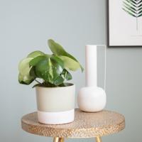 Peperomia Polybotrya variegata (raindrop) - P 12 cm