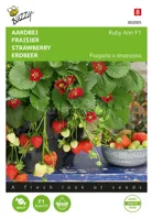 Buzzy® Hangaardbei Ruby Ann F1 Zaden