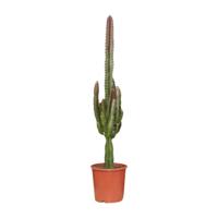 Euphorbia Trigona Rubra - Ø17cm - ↕70cm
