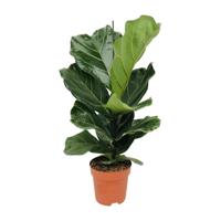 Ficus Lyrata - Ø17cm - ↕75cm