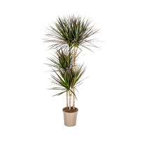 Dracaena Marginata Magenta Ø24cm - ↕140cm Dracaena Marginata Magenta Ø24cm - ↕140cm