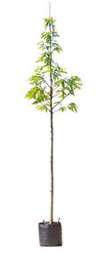 Tamme kastanje boom Castanea sativa h 350 cm st. omtrek 12 cm - Warentuin Natuurlijk