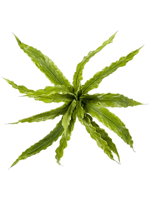Fern asplenium bush x15 30 cm kunstbloem zijde nepbloem - Emerald