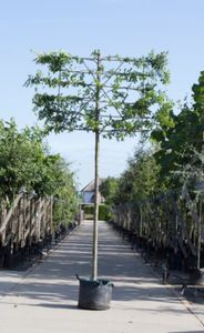 Zuil haagbeuk als leiboom Carpinus betulus Fastigiata h 360 cm st. omtrek 18 cm st. h 240 cm - Warentuin Natuurlijk