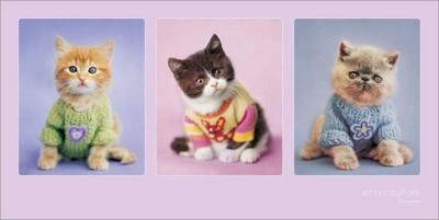 Kunstdruk Rachael Hale Kitty Couture 100x50cm