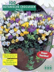 Krokus