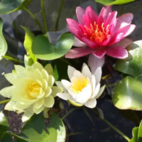 Waterlelie mix / Nymphaea Mix Trio (per 2 stuks)