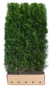 Kant en klaar haag Thuja occidentalis Smaragd 100x200cm.