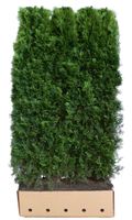 Kant en klaar haag Thuja occidentalis Smaragd 100x200cm. - thumbnail