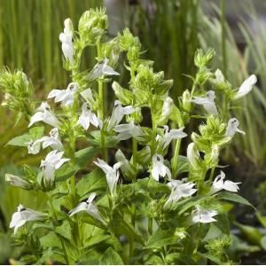 Witte Virginische lobelia (Lobelia siphilitica &ldquo;Alba&rdquo;) moerasplant - 6 stuks