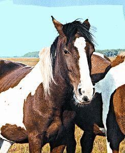 Wild horse (wild paard)