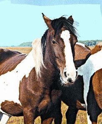 Wild horse (wild paard)