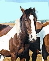Wild horse (wild paard)