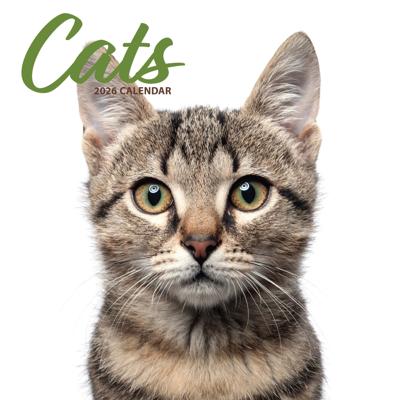 Katten Modern Kalender 2026