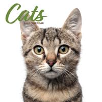 Katten Modern Kalender 2026