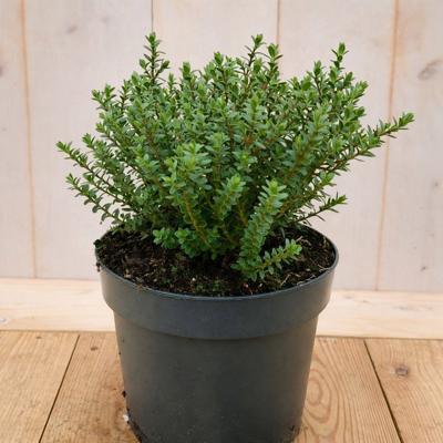 Hebe Baby Marie 30 cm groenblijvend vaste plant roze/witte bloem Warentuin Natuurlijk - Warentuin natuurlijk