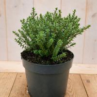 Hebe Baby Marie 30 cm groenblijvend vaste plant roze/witte bloem Warentuin Natuurlijk - Warentuin natuurlijk