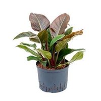 Philodendron imperial red L hydrocultuur plant - thumbnail