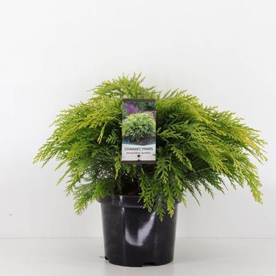Chamaecyparis law sunkist 30 cm - Warentuin natuurlijk