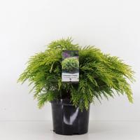 Chamaecyparis law sunkist 30 cm - Warentuin natuurlijk