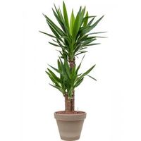Plant in Pot Yucca Elephantipes 95 cm kamerplant in Terra Cotta Grijs 24 cm bloempot - thumbnail