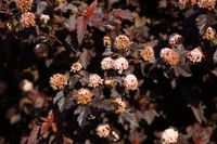 Sneeuwbalspirea - thumbnail