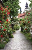 Tuindoek alley roses 210x140cm rood - Customize it Tuindoek alley roses 210x140cm rood - Customize it