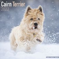 Kalender 2025 Cairn Terrier