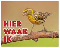Europese Kanarie Waakbord - Hier Waak Ik