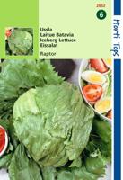 Zaden IJssla Calmar (vh Raptor) Hortitops - Hortitops