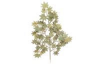 Zijde Acer leaf
