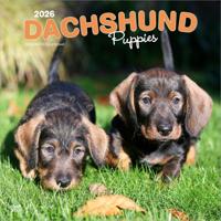 Teckel Kalender Puppies 2026