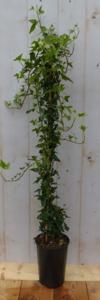 Hedera klimop groenblijvend groen - Warentuin natuurlijk