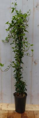 Hedera klimop groenblijvend groen - Warentuin natuurlijk
