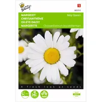 Chrysanthemum, Margriet May Queen - thumbnail