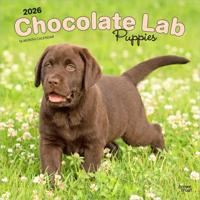 Labrador Retriever Bruin Puppies Kalender 2026