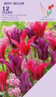 Tulp duo 2x6 Viridiflora Doll mix 12 bollen