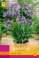 Agapanthus blue/blauw 3st bloembol zomer JUB - Jub