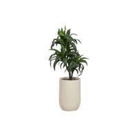 Decoratieve plant Home ESPRIT Hars Polyethyleen 50 x 50 x 102 cm