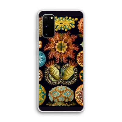 Haeckel Ascidiae: Samsung Galaxy S20 Transparant Hoesje
