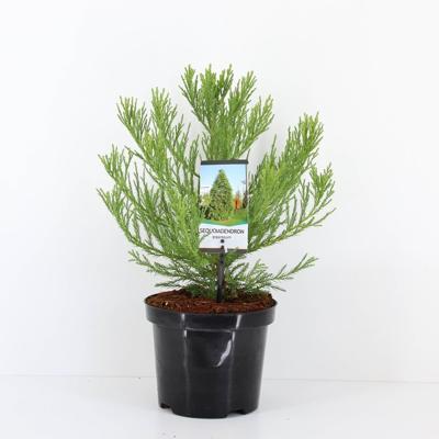 Sequoiadendron gigantuem 30-40 cm - Warentuin natuurlijk