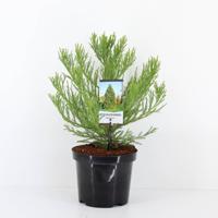 Sequoiadendron gigantuem 30-40 cm - Warentuin natuurlijk