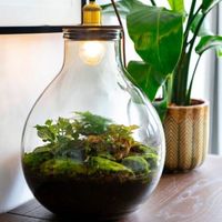 Terrarium Sintra