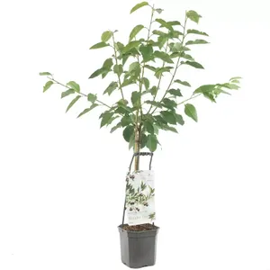 Kersenboom Prunus av Lapins wondertree