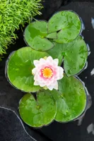 Waterplant Nymphaea 'Madame Wilfron Gonnère'