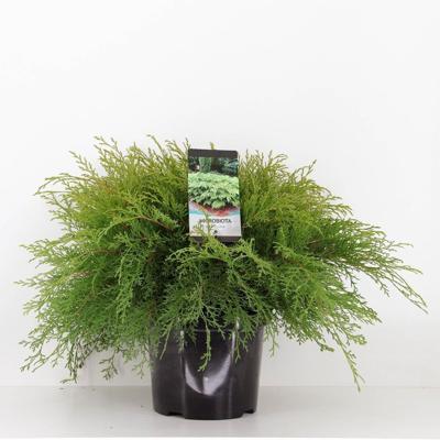 Microbiota decussata 40-50 cm - Warentuin natuurlijk
