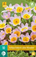 Bloembollen Tulipa bakeri Lilac Wonder 10st - thumbnail