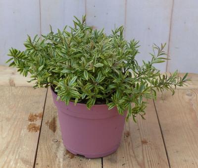 Hebe groenblijvend vaste plant met groen blad - Warentuin natuurlijk