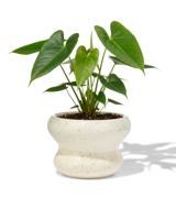 HEMA Bloempot ⌀13x9cm keramiek blob spikkel wit (wit)