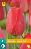 Bloembollen Tulipa Red Impression 10st